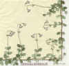 %Swedish-catname% Linnea Luncheon Napkins