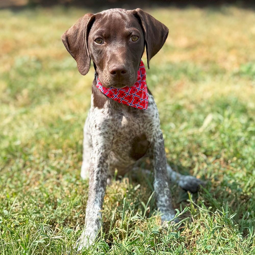 Norwegian Flag Pet Bandana